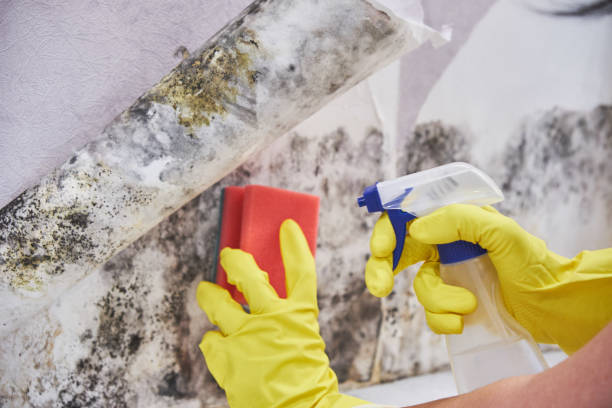 Why You Should Choose Our Mold Remediation Services in West Hammond, NM